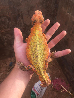 Rescued spiny-tailed lizard (Uromastyx nigriventris)