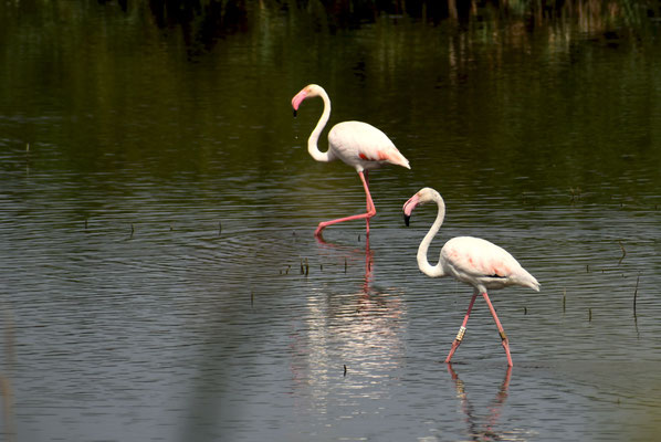 Flamencos comunes (Phoenicopterus roseus). Foto de César.