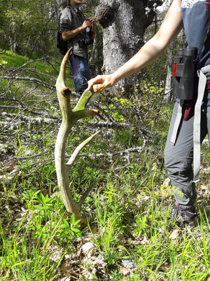 A big deer antler found inside the forest. This place is also home to wolves and bears!