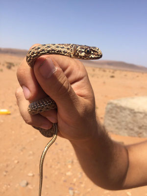 Montpellier snake (Malpolon monspessulanus saharatlanticus)