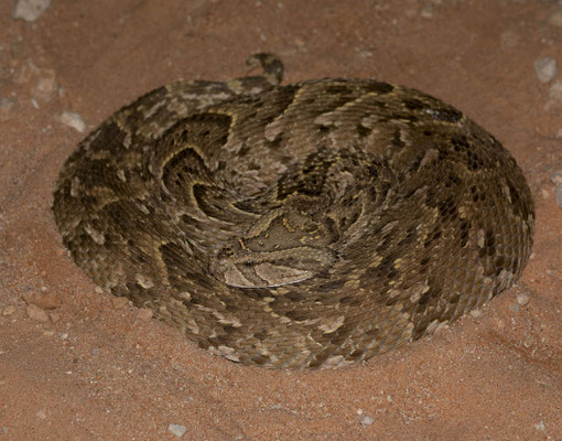 Puff adder (Bitis arietans)