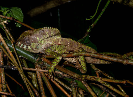 Helmeted iguana (Corytophanes cristatus)