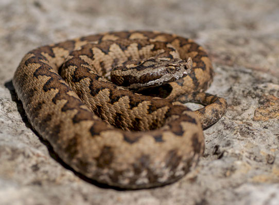 Lataste's viper (Vipera latastei). Spain, 2025