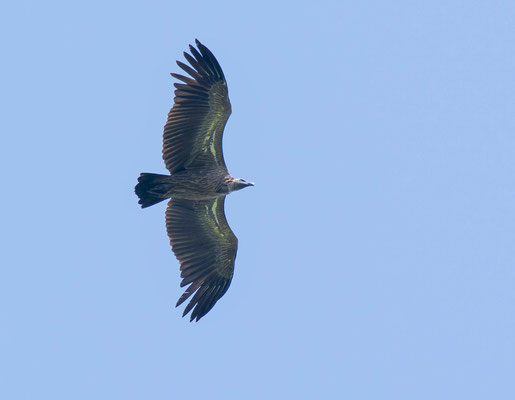 African white-backed vulture (Gyps africanus)