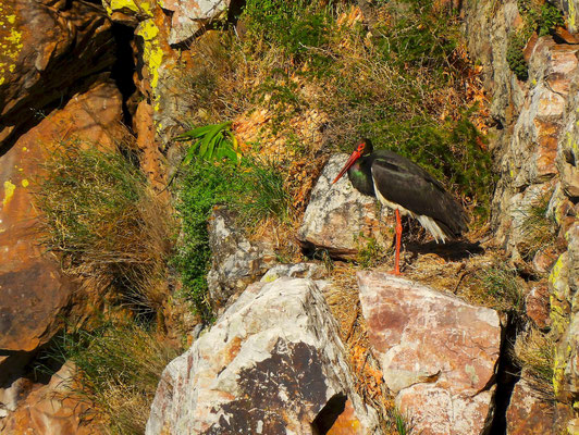 Cigüeña negra (Ciconia nigra). Foto: Javier Burgos