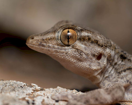 East canary wall gecko (Tarentola angustimentalis), portrait