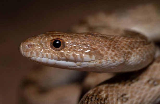 Diadem snake (Spalerosophis diadema), portrait