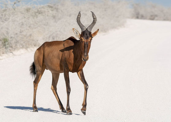 Red hartebeest (Alcelaphus buselaphus caama)
