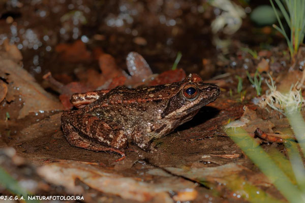 Rana patilarga (Rana iberica). Foto: Juan Carlos Galey