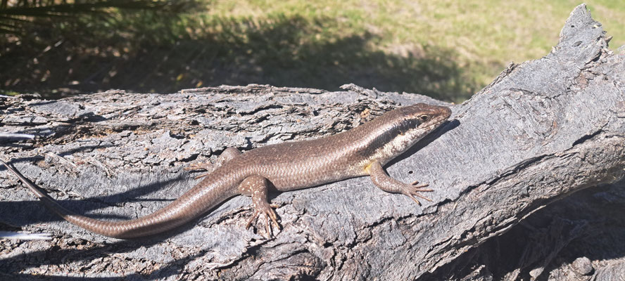 Ovambo tree skink (Trachylepis binotata). Phone pic.