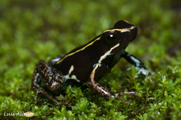 Lovely poison frog (Phyllobates lugubris)