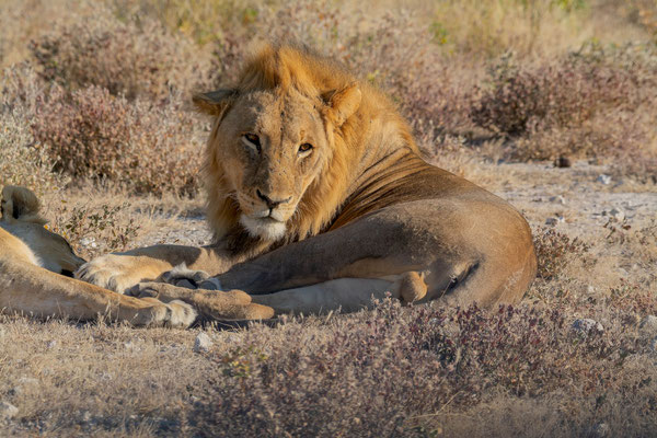 Male lion (Panthera leo)