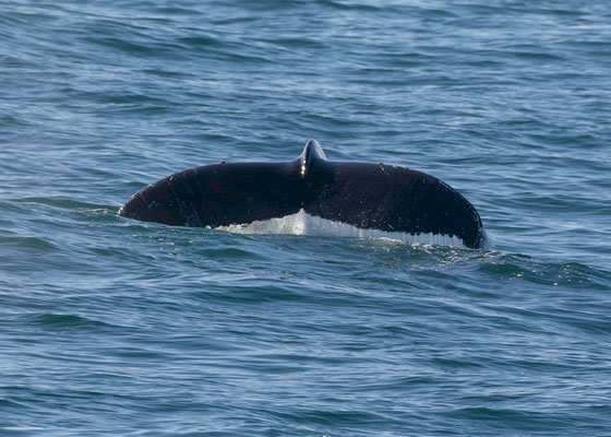 Humpback whale (Megaptera novaeangliae)