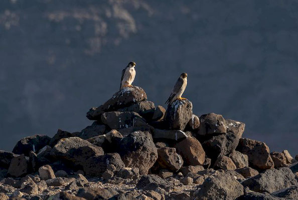 Barbary falcon (Falco peregrinus pelegrinoides), pair
