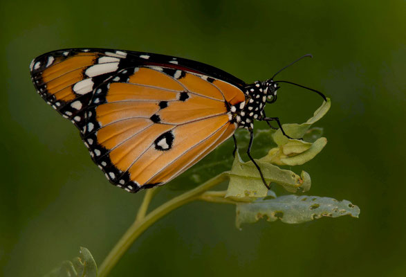 Mariposa monarca africana (Danaus chrysippus)