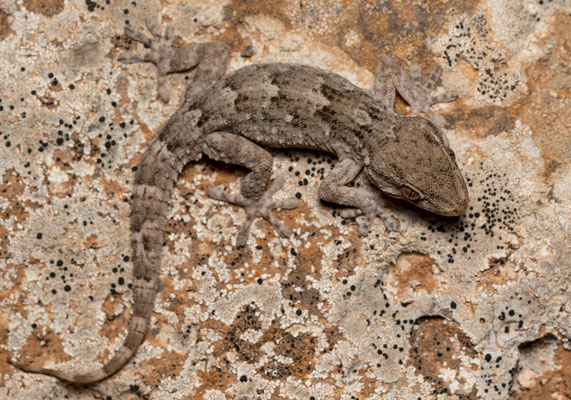 East canary wall gecko (Tarentola angustimentalis)