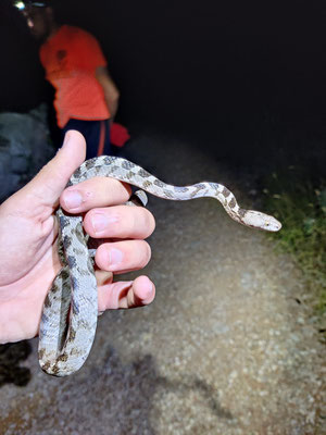 Cat snake (Telescopus fallax)