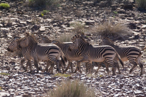 Hartmann's mountain zebra (Equus zebra hartmannae)