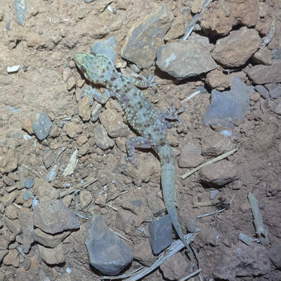 Salamanquesa rosada (Hemidactylus turcicus), foto de móvil de César