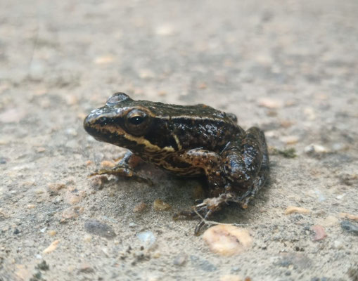 Iberian stream frog (Rana iberica)