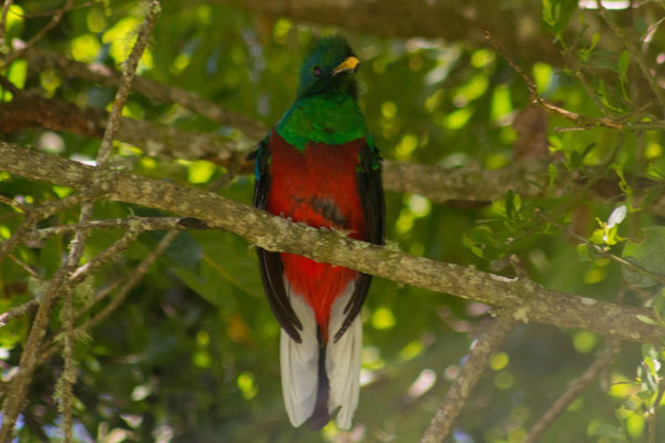 Quetzal (Pharomachrus mocinno) 