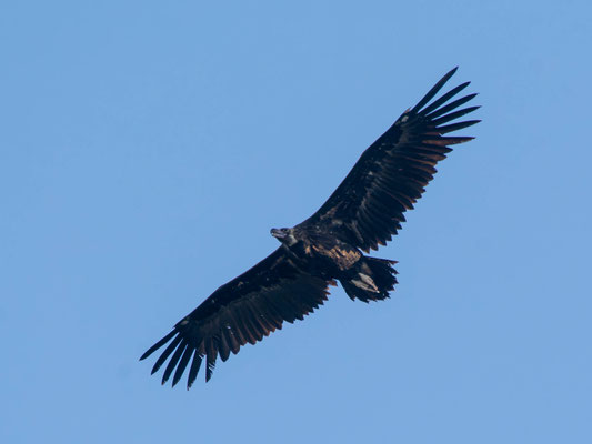 Buitre negro (Aegypius monachus)