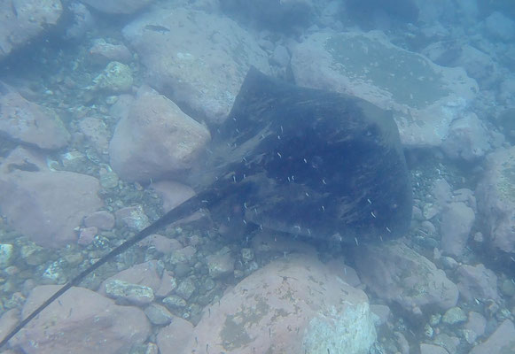 Roughtail stingray (Bathytoshia centroura)