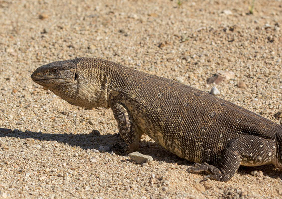 Rock monitor lizard (Varanus albigularis)