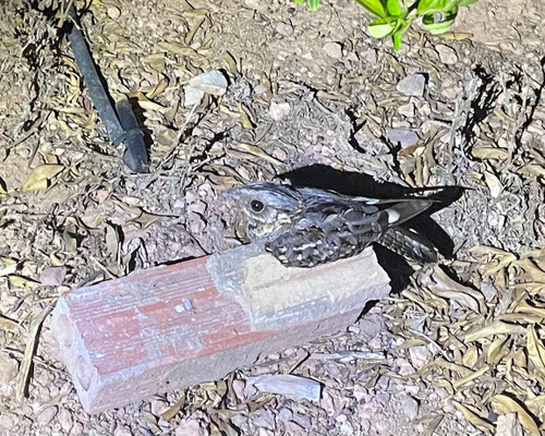 Chotacabras cuelliirrojo (Caprimulgus ruficollis), foto de móvil de César