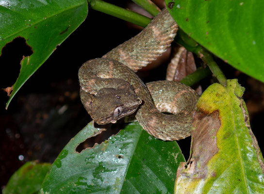 Eyelash pit viper (Bothriechis schlegelii)