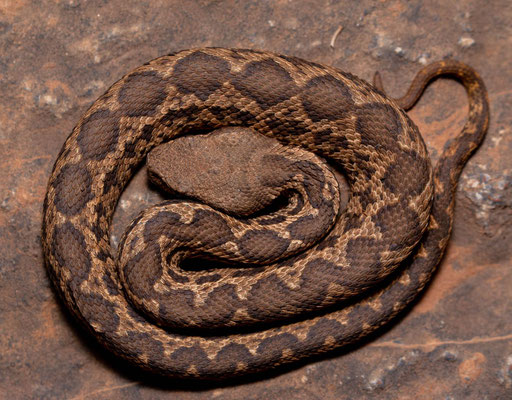 Juvenile moorish viper (Daboia mauritanica)