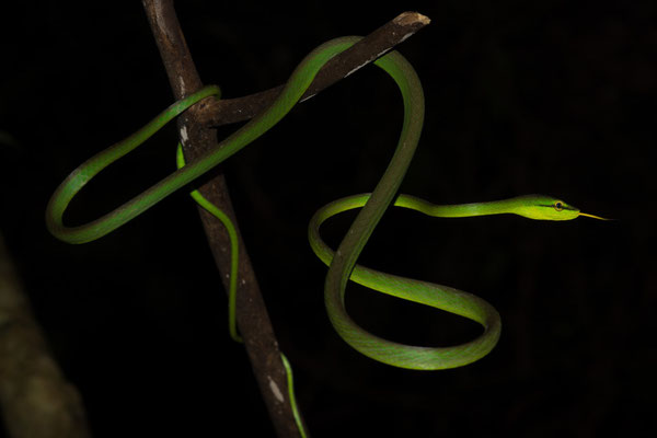 Green vine snake (Oxybelis brevirostris)