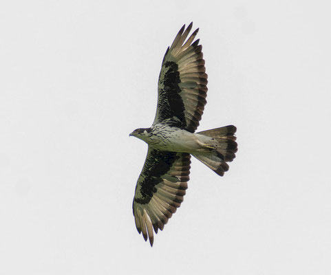African hawk-eagle (Aquila spilogaster)