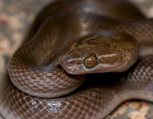 Striped house snake (Boaedon lineatus)
