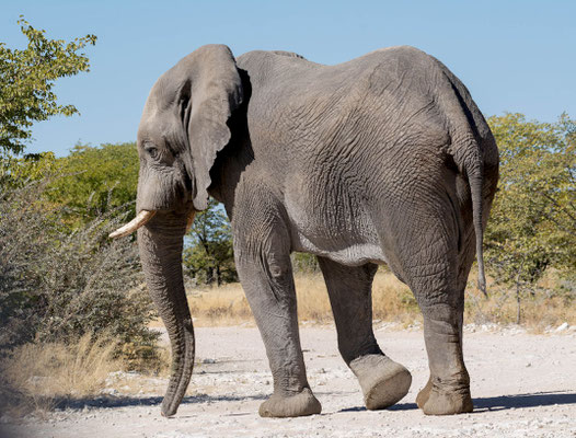 Bull elephant (Loxodonta africana) crossing a road