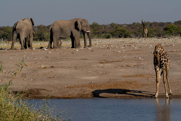 Waterhole scene with elephants (obviously males) and giraffes