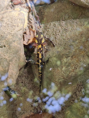 Fire salamander larvae (Salamandra salamandra salamandra), pic by Marcos