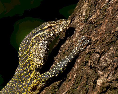 Nile monitor (Varanus niloticus), up close, note that us were not the only ones suffering mosquitoes...