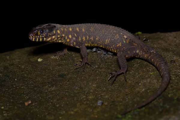 Night lizard (Lepidophyma flavimaculatum)