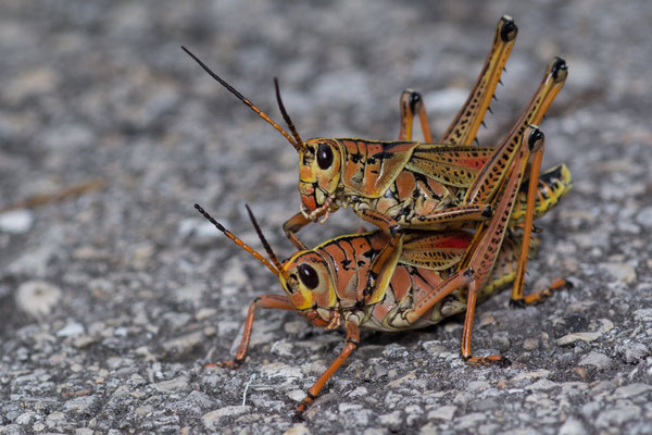 Cool grasshoppers