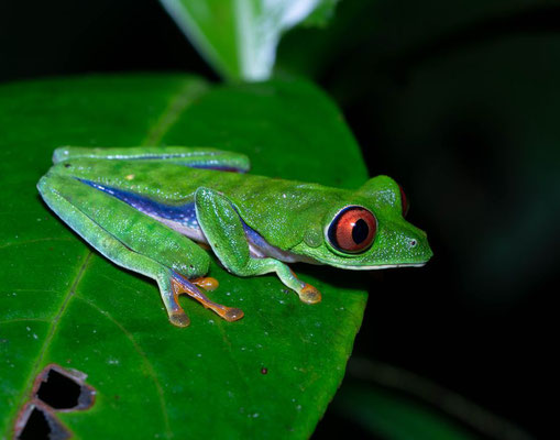 Parachuting red eyed leaf frog (Agalychnis saltator)