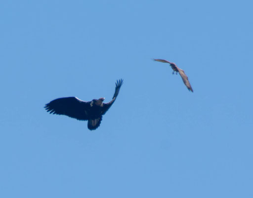 Águila imperial ibérica (Aquila adalberti), adulto acosado por un ratonero (Buteo buteo)