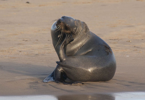 Cape fur seal (Arctocephalus pusillus)