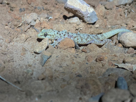 Salamanquesa rosada (Hemidactylus turcicus), foto de móvil de César