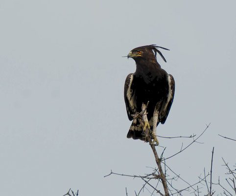 Long-crested eagle (Lophaetus occipitalis)