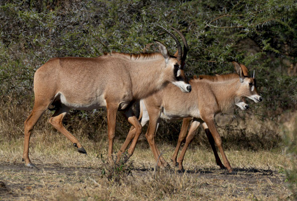 Roan antelopes (Hippotragus hippotragus)