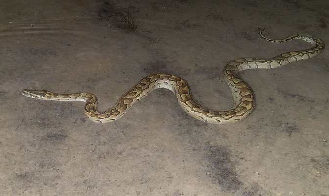 African rock python (Python sebae), once on the water it became more calm for photos