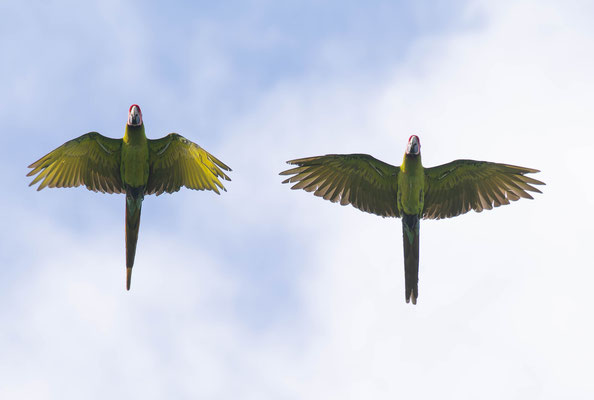 Great green macaw (Ara ambiguus)