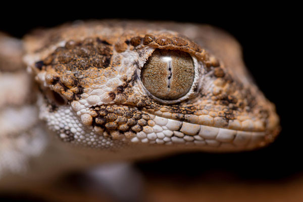 Helmeted gecko (Tarentola chazaliae), portrait