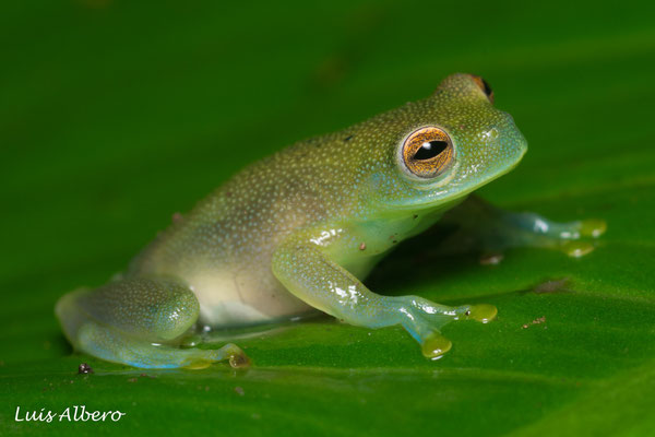 Granular glass frog (Cochranella granulosa)